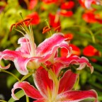 Hidden Garden's Pink Lily