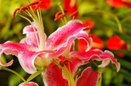 Hidden Garden's Pink Lily