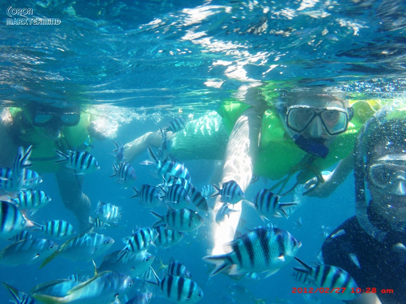 Bahul Island Coron Swimming with Fishes