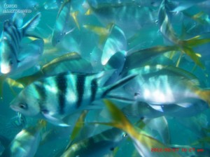 Swimming close with fishes, an awesome underwater experience.