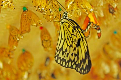The Butterfly Sanctuary