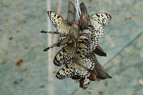 A kaleidoscope of butterflies