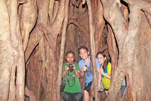 One of Asia's Oldest Balete (Banyan) Tree