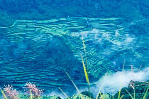 Sagada Rice Terraces