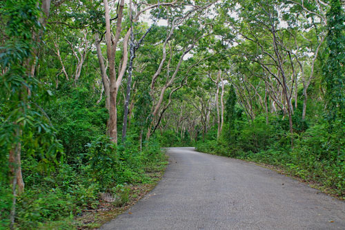 The Man-mad Molave forest going to Salagdoong beach