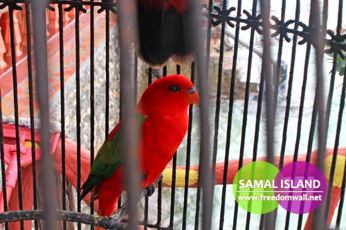 captain hook's red parrot