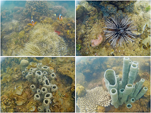 Under the protected marine sanctuary off Bais City's shore