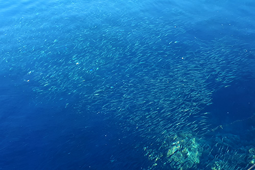 The sardine run, as viewed from the surface
