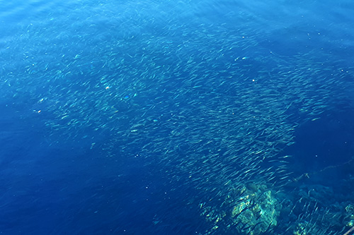 The sardine run, as viewed from the surface