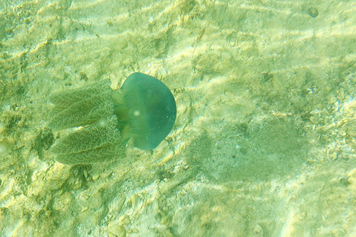 Bantayan jellyfish