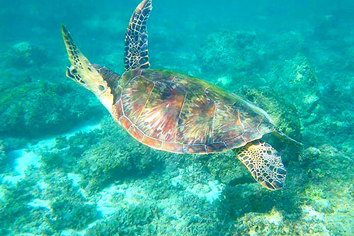 Spotting sea turtles below the Apo Island shallows is pretty normal