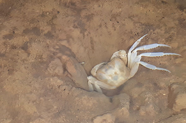 Albino crab