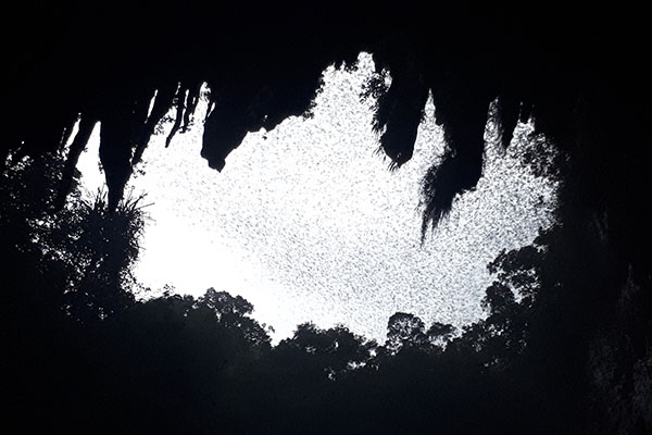 We waited for the bats to move out of their home so we can explore Lower Langun Cave while they are away