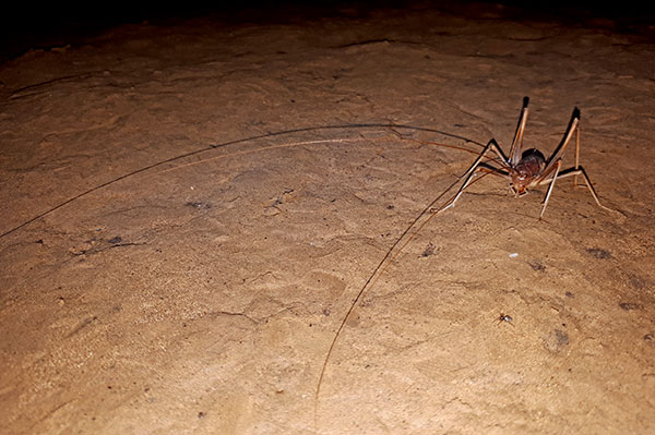 Sneaky cave crickets