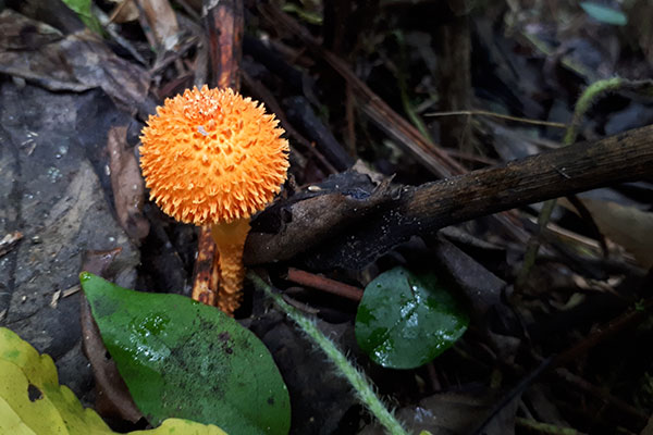 orange mushroom