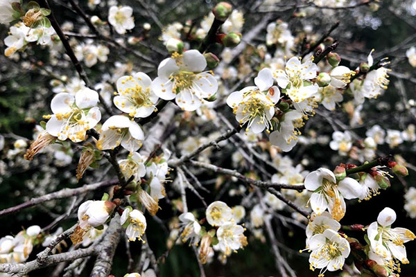 White Plum Blossoms at Sun Moon Lake