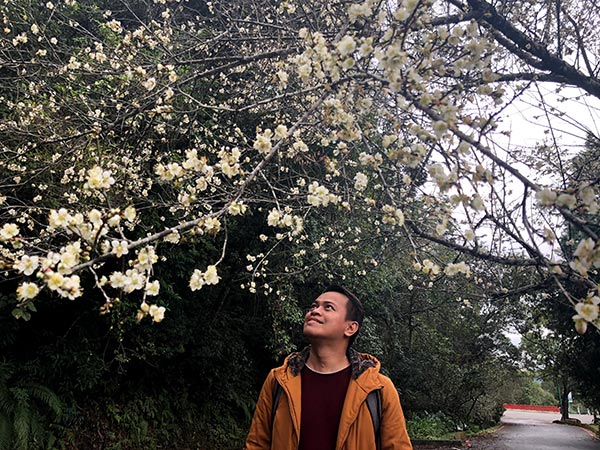 Sun Moon Lake Plum Blossoms
