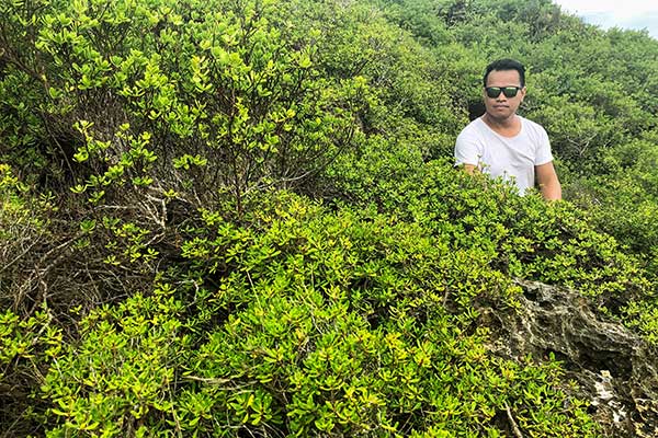 Hiding the shrubs of Liog-liog Cove, Carnaza