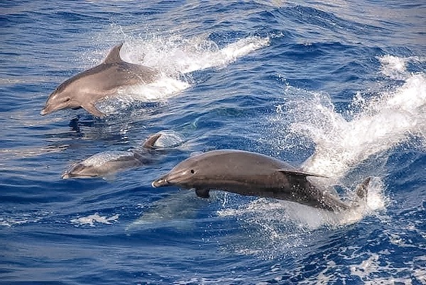 Tanon Strait dolphins
