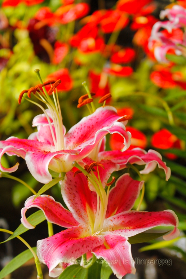 Hidden Garden's Pink Lily