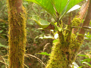 tam-awan random tree