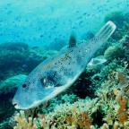 Awesome Things to Do in Palawan