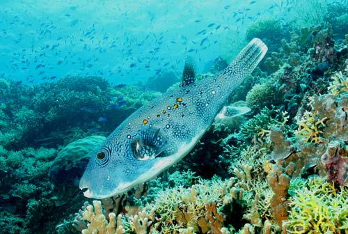 Tubbataha Reef: A World Heritage Site