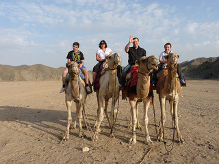 camel egypt