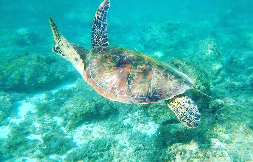 Turtle Moalboal