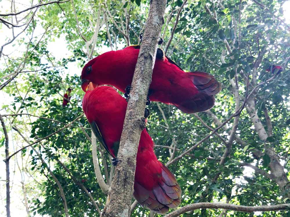 Love birds at the Aviary