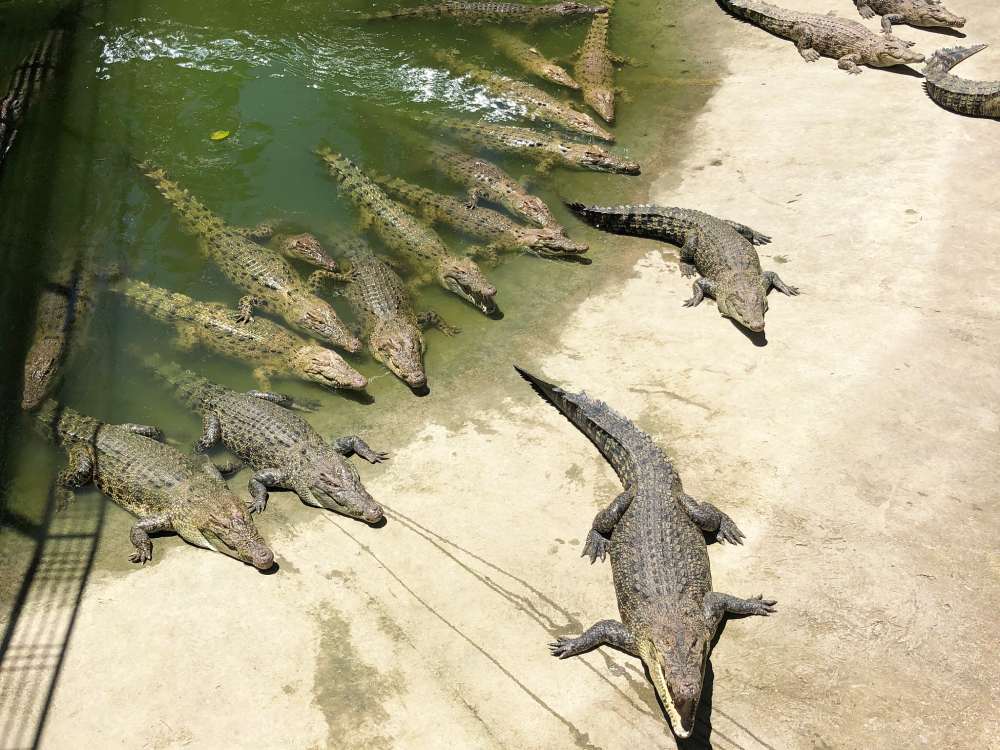 Crocodiles at Cebu Safari