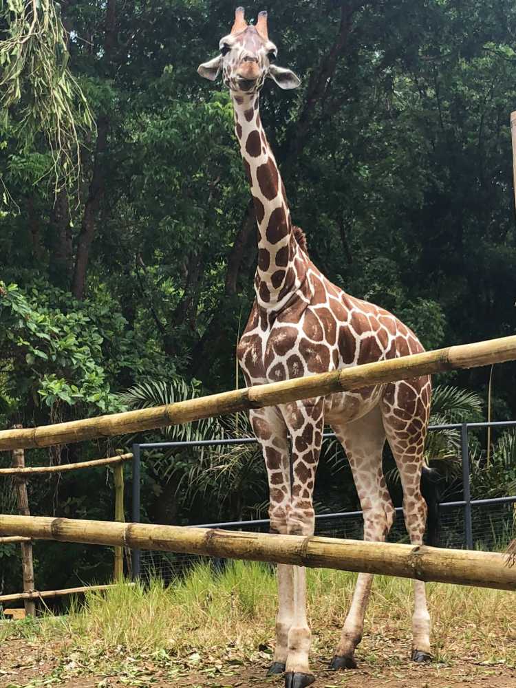 That cool giraffe