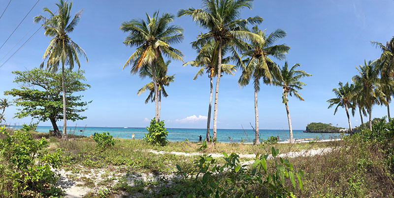 Coconut trees line neatly at Malapascua's North Beach (aka Langub Beach)