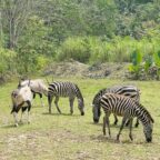 savanna at cebu safari