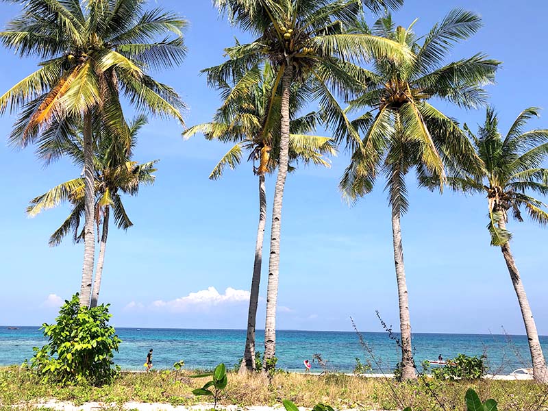 Palm tress tower along the beaches of northern Malapascua