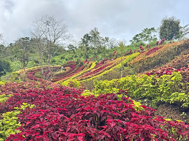 Soul Sierra's garden up close